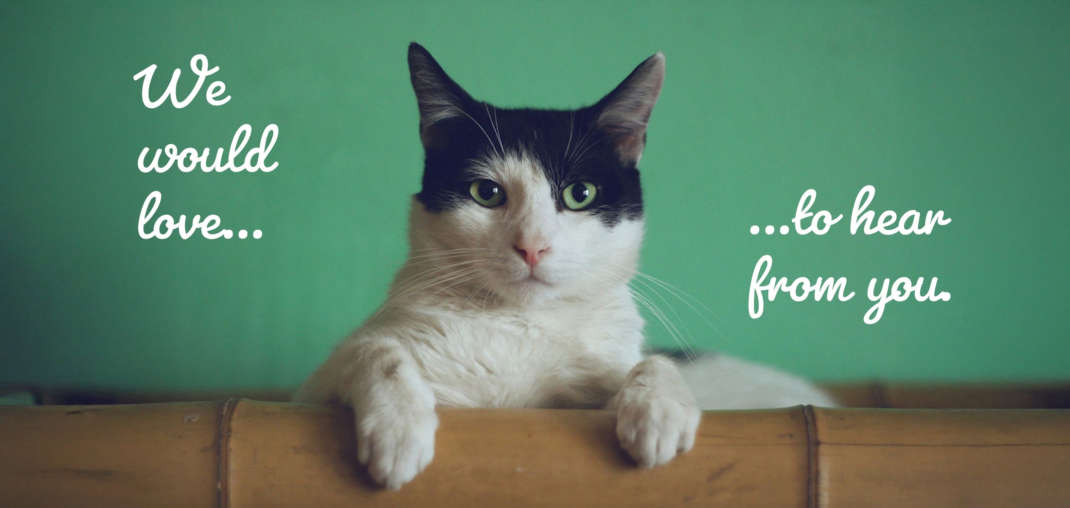 Katze fragt nach Feedback