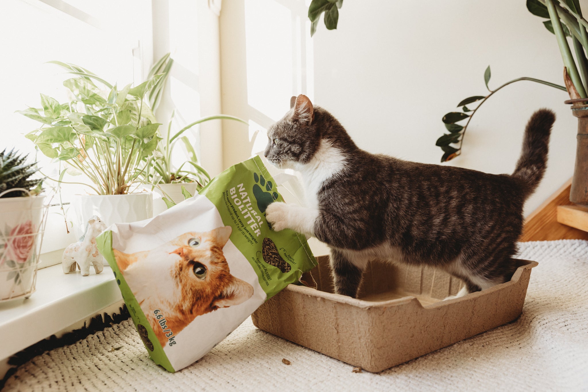 Recyclebare Katzentoilette aus Karton mit hohem Rand